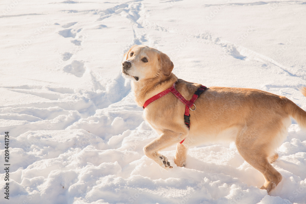 Dog playing in the snow on a Sunny day Dog playing in the snow on a Sunny day