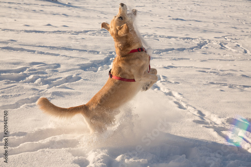 Dog playing in the snow on a Sunny day