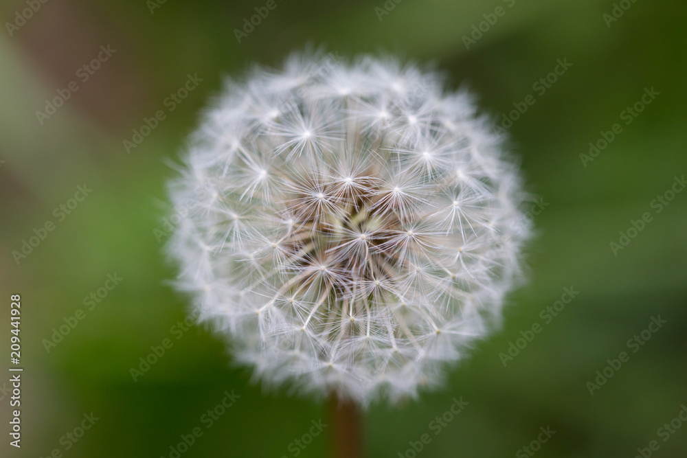 Fototapeta premium faded white dandelion bloom (taraxacum officinale)