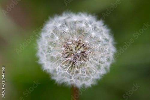 Fototapeta Naklejka Na Ścianę i Meble -  faded white dandelion bloom (taraxacum officinale)