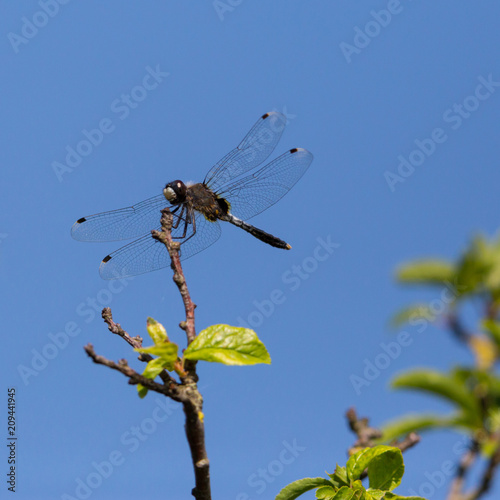 lilypad whiteface (leucorrhinia caudalis) dragonfly sitting on branch