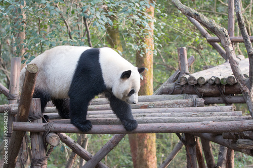 Fototapeta Naklejka Na Ścianę i Meble -  panda in chengdu
