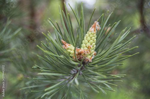 Pine blossom, strobile in spring, cone