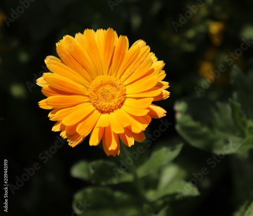 Common marigold is a common name for several plants in the Asteraceae family cultivated as ornamentals for their large, generally orange blossoms.