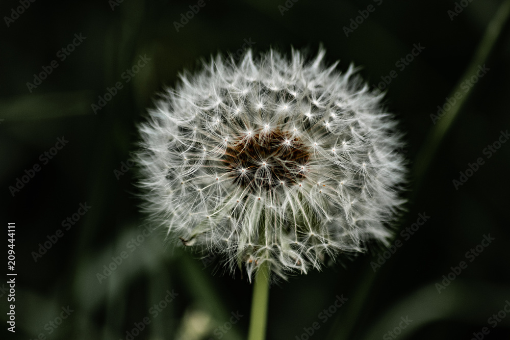 Obraz premium dandelion