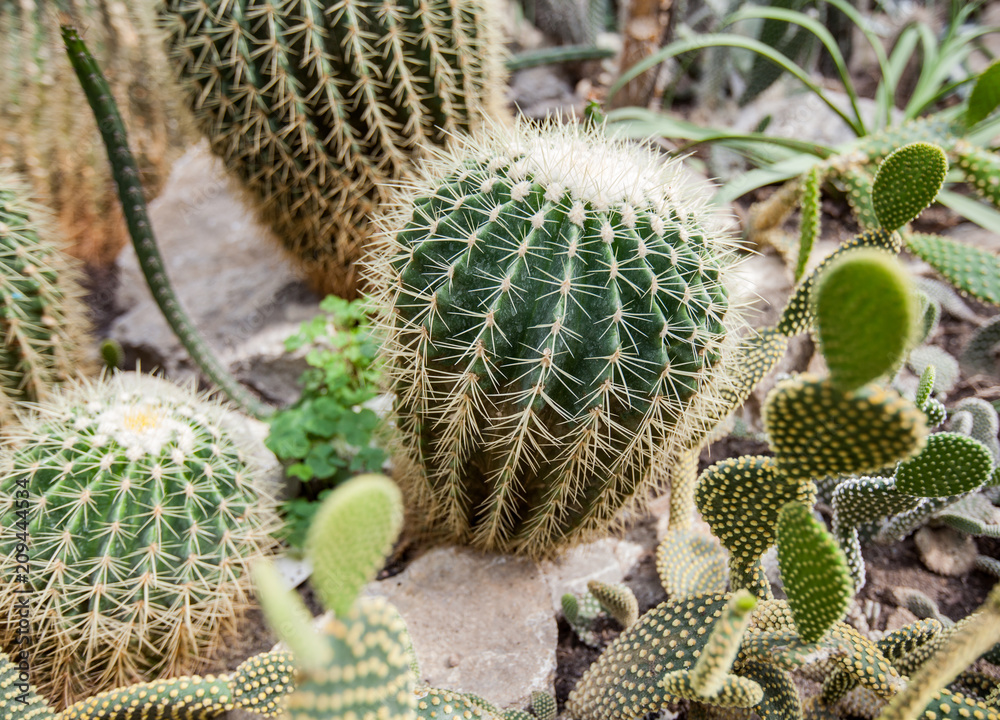 cactus plant detail cactus plant detail