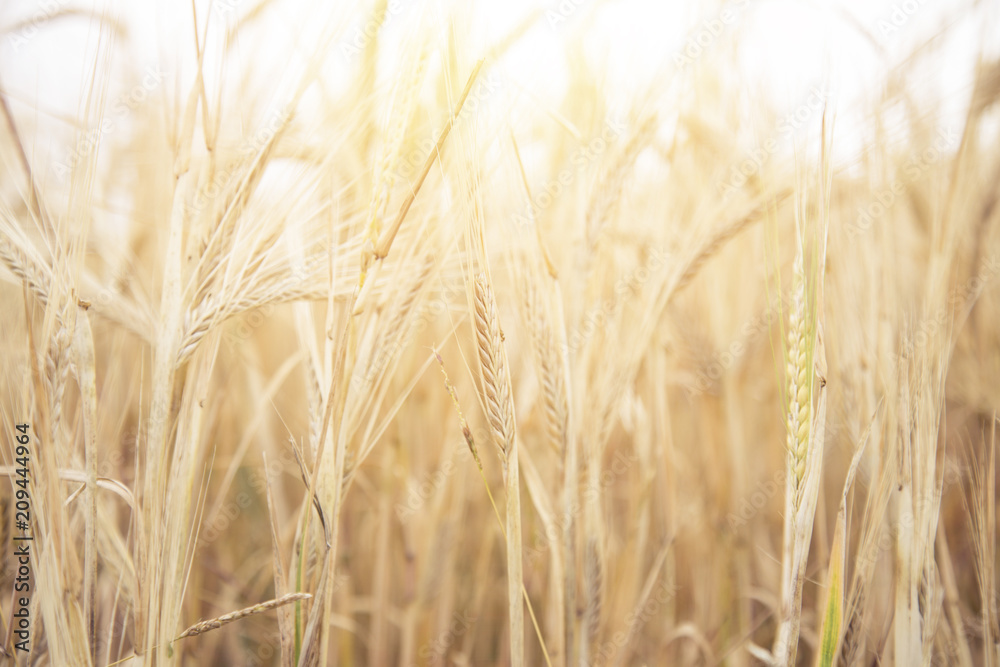 Wheat Beards.Wheat field morning sunrise and yellow sunshine Wheat Beards.Wheat field morning sunrise and yellow sunshine