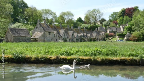 Swan swimming at the river Coln in front of Old English weavers cottages at Arlington row in the village of Bibury England 