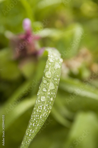 green leaf and water drop 