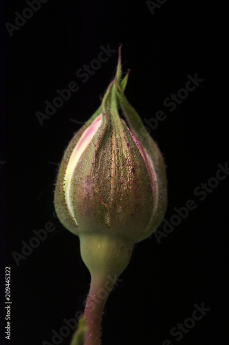 Photography Single white pink,  almost opening,  beautiful rosebud isolated against black ba