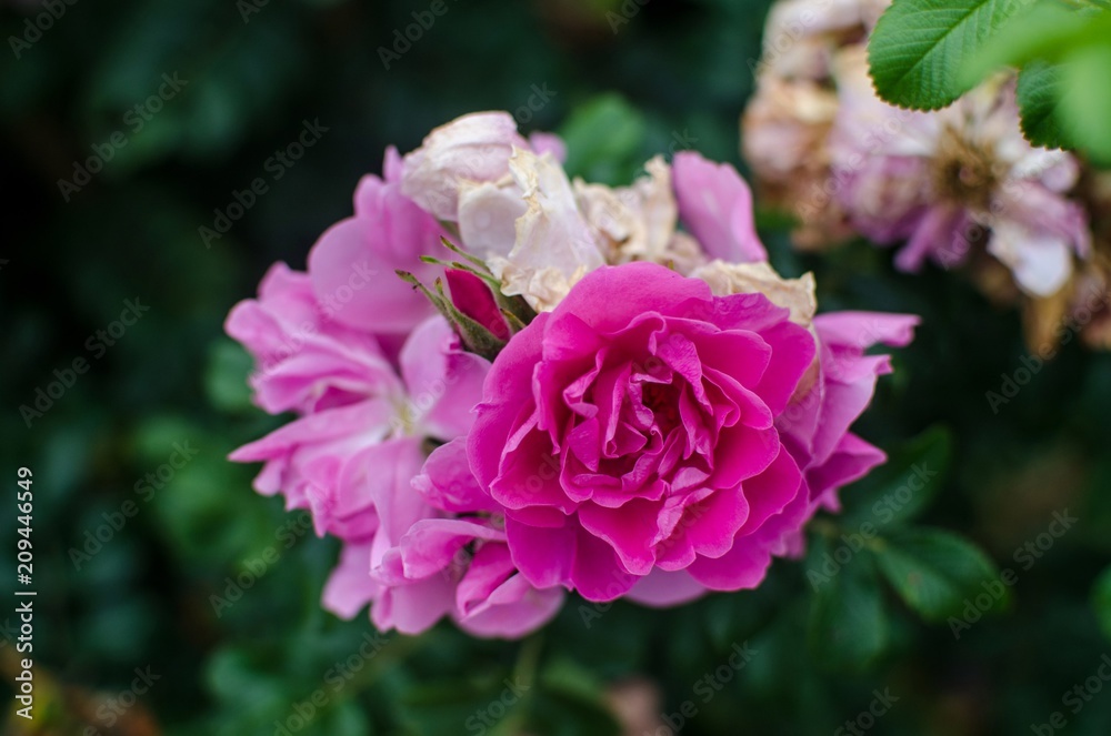 Flower. Flower.