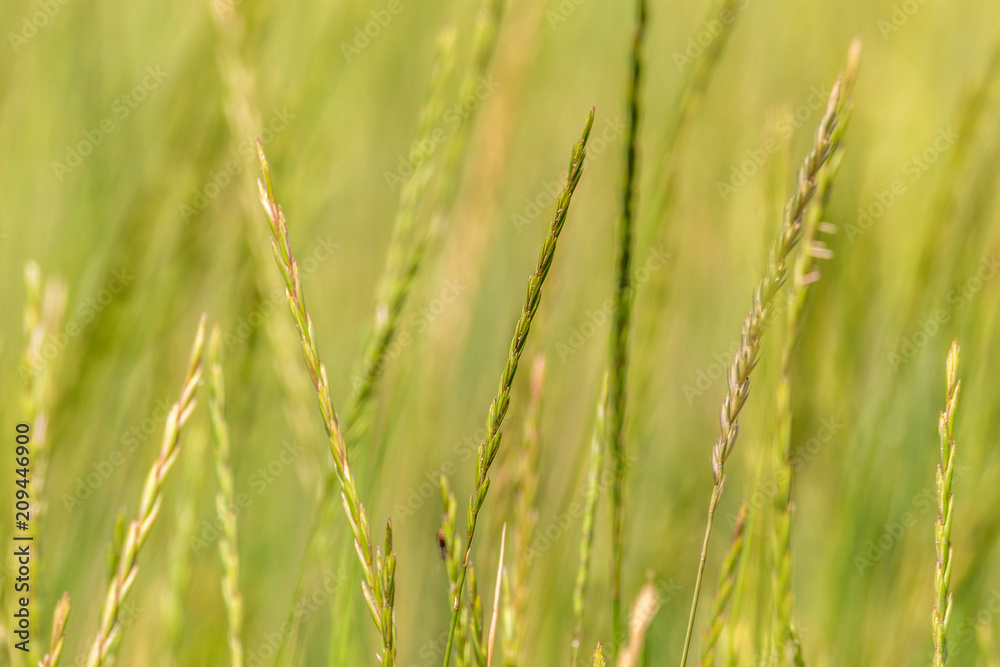background green spikelets of wild nature grass background green spikelets of wild nature grass