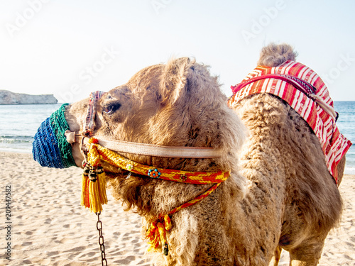 Closeup of a ccolorful camel on the beach near Muscat in Oman - 2 photo