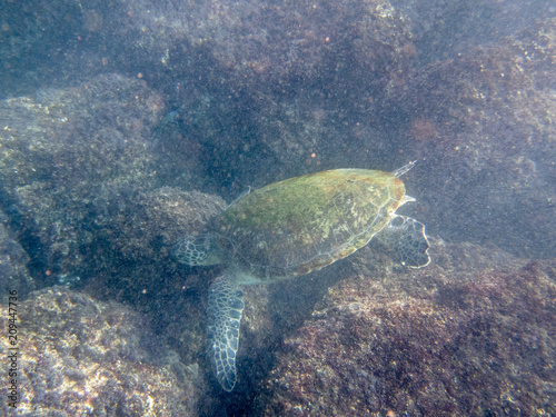 A Green Turtle swimming among other fishes in the sea near the Muscat coast in Oman - 3