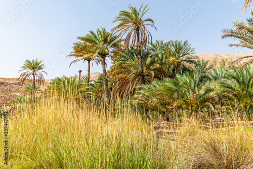 Date palm trees in the oasis of Wadi Bani Khalid in Oman