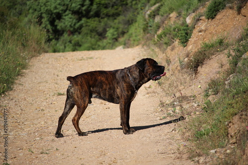 chien dans un chemin : cane corso © canecorso
