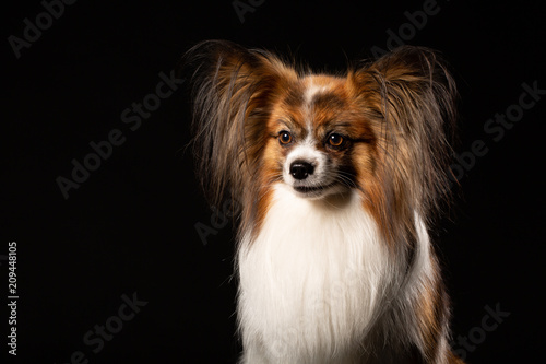 Portrait of a papillon on a black background