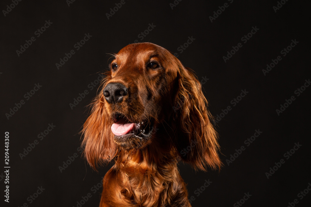 Irish Setter puppy on black background