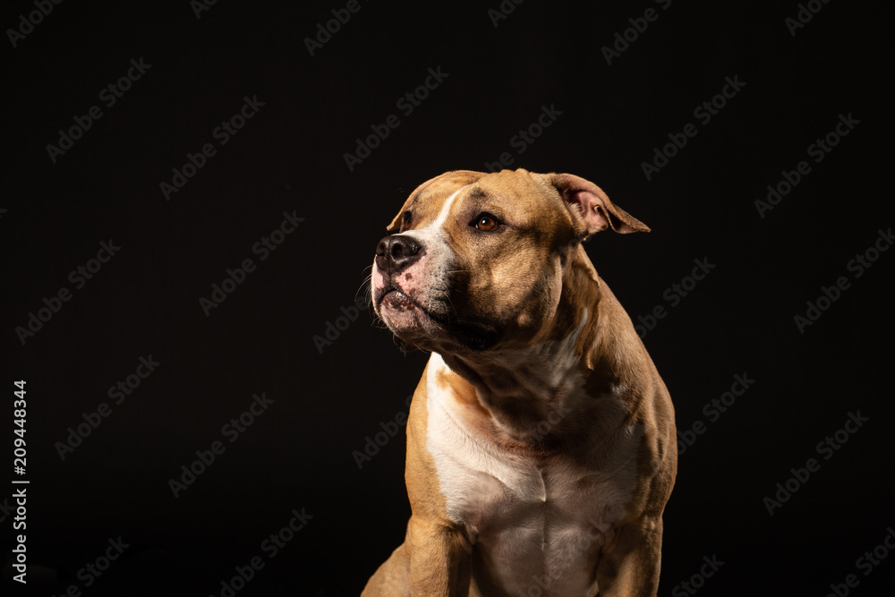 Closeup portrait of beautiful adult purebred staffordshire bull terrier on black background