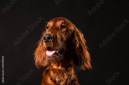 Obraz na płótnie Irish Setter puppy on black background