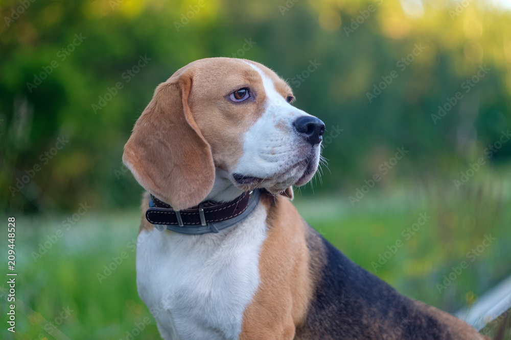 Dog portrait Beagle in the green grass on the background of the forest in the evening at sunset