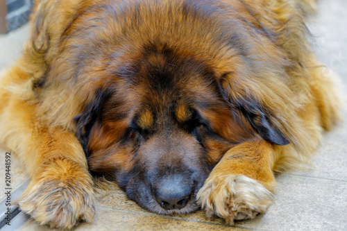 leonberger dog looking into camera. close up