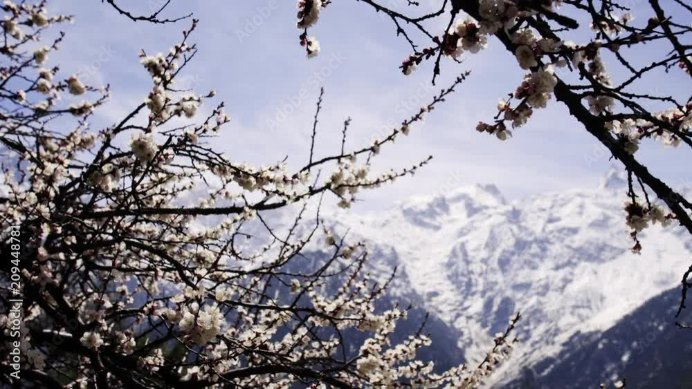 blooming apple garden, scenic motion panoram through blooming trees to snow mountain at background blooming apple garden, scenic motion panoram through blooming trees to snow mountain at background