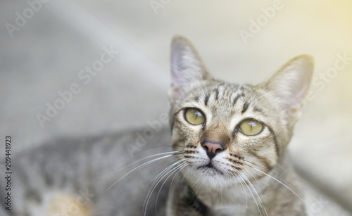 Tabby cat is looking at something curiously in front of picture in sunny day © Supachok