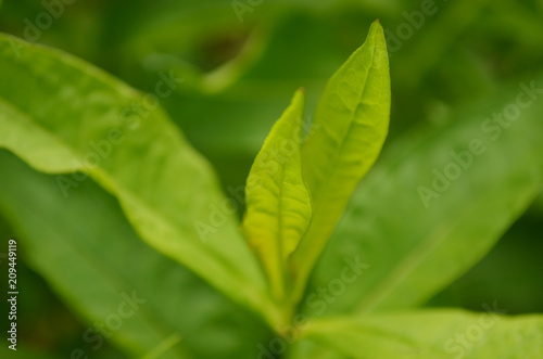 Beautiful leaves close up. Phlox paniculata foliage in garden. Bright summer plants. Natural green blurred background