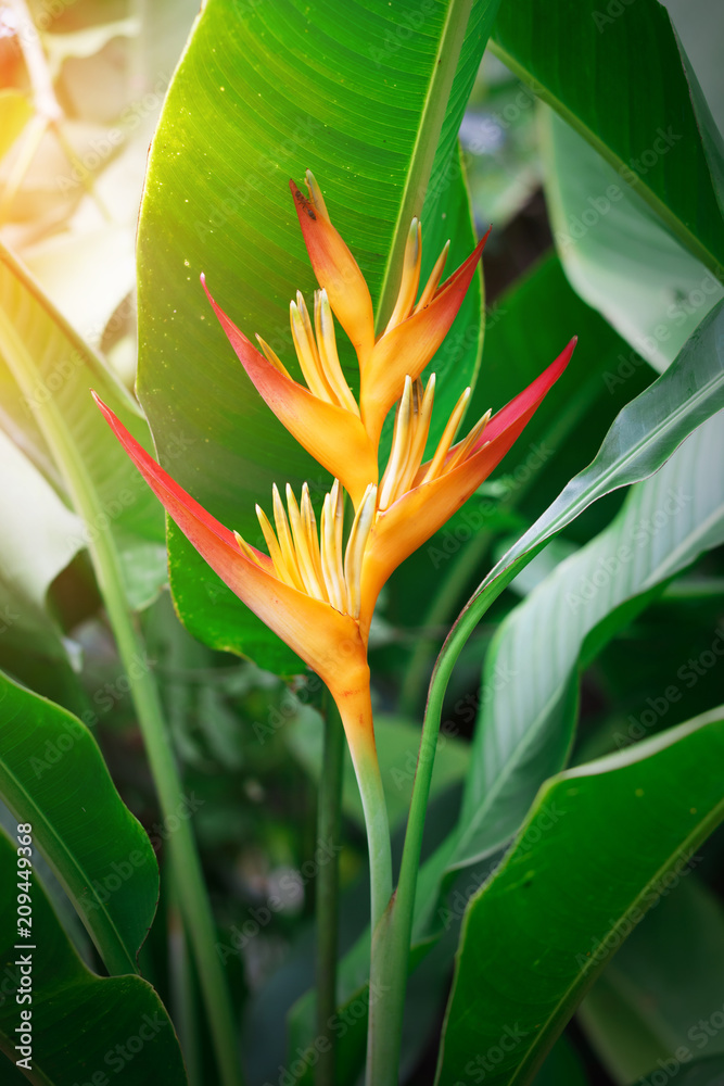 beautiful Bird of Paradise flower in green background. beautiful Bird of Paradise flower in green background.