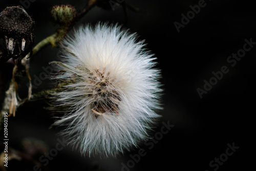 Wild Dandelion Gone to Seed. S on black background photo
