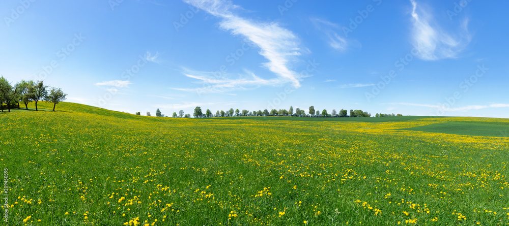 Obraz premium Duża, pagórkowata, kwitnąca łąka z żółtymi mleczami