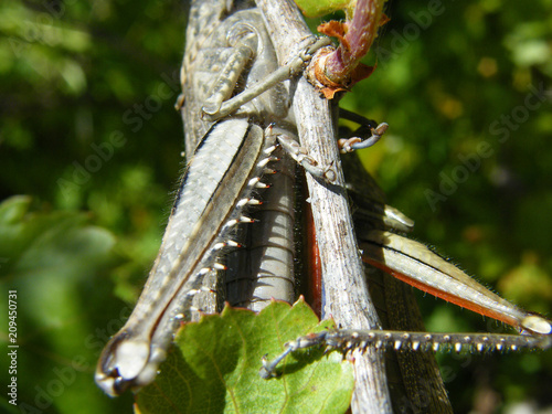 grasshoper photo