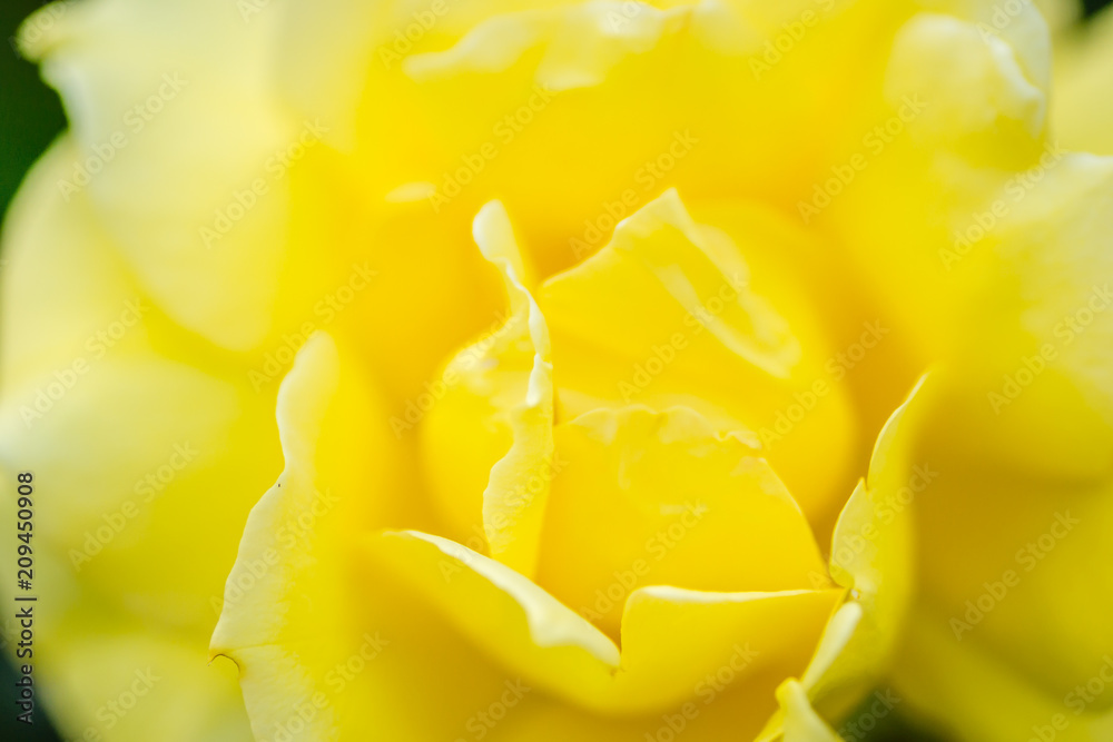 Flower yellow roses 