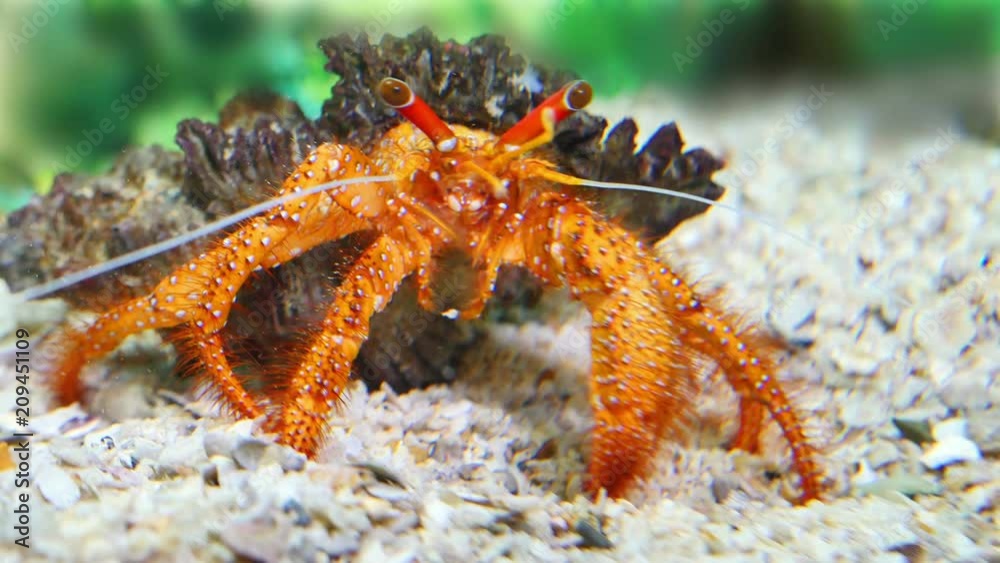 Beautiful hermit crab in his shell close up finding some food on sand background