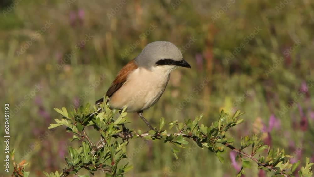 Red-backed shrike. Lanius collurio Red-backed shrike. Lanius collurio