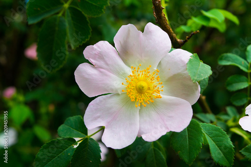 Flower in springtime