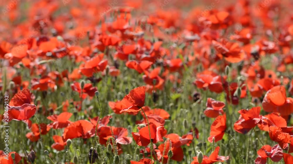 Amapolas en el campo agitadas por el viento Amapolas en el campo agitadas por el viento