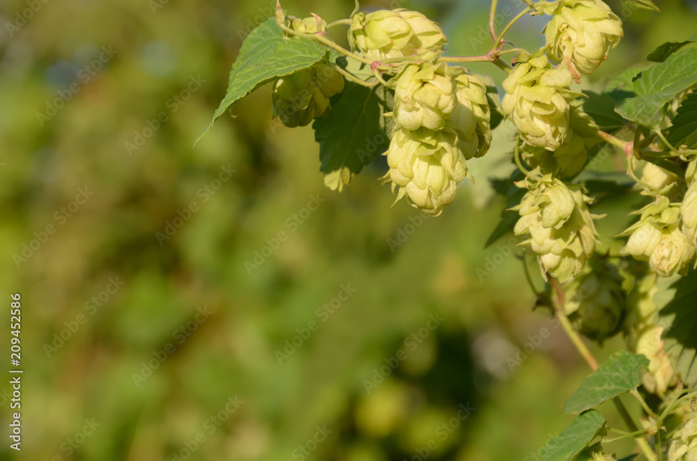 Hops vine on a blurred background