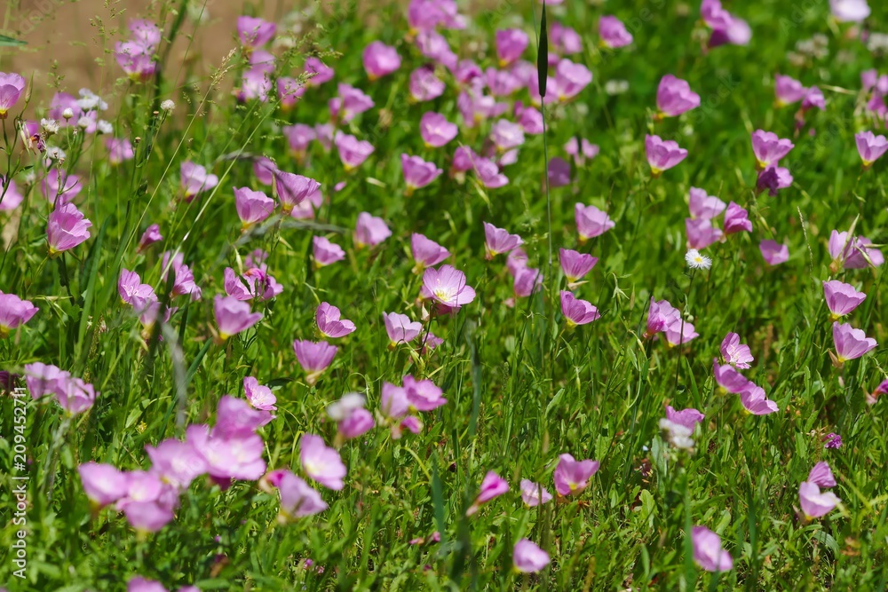 Oenothera speciosa (Momoiro hiruzaki tsukimisou)
Oenothera speciosa (Momoiro hiruzaki tsukimisou)