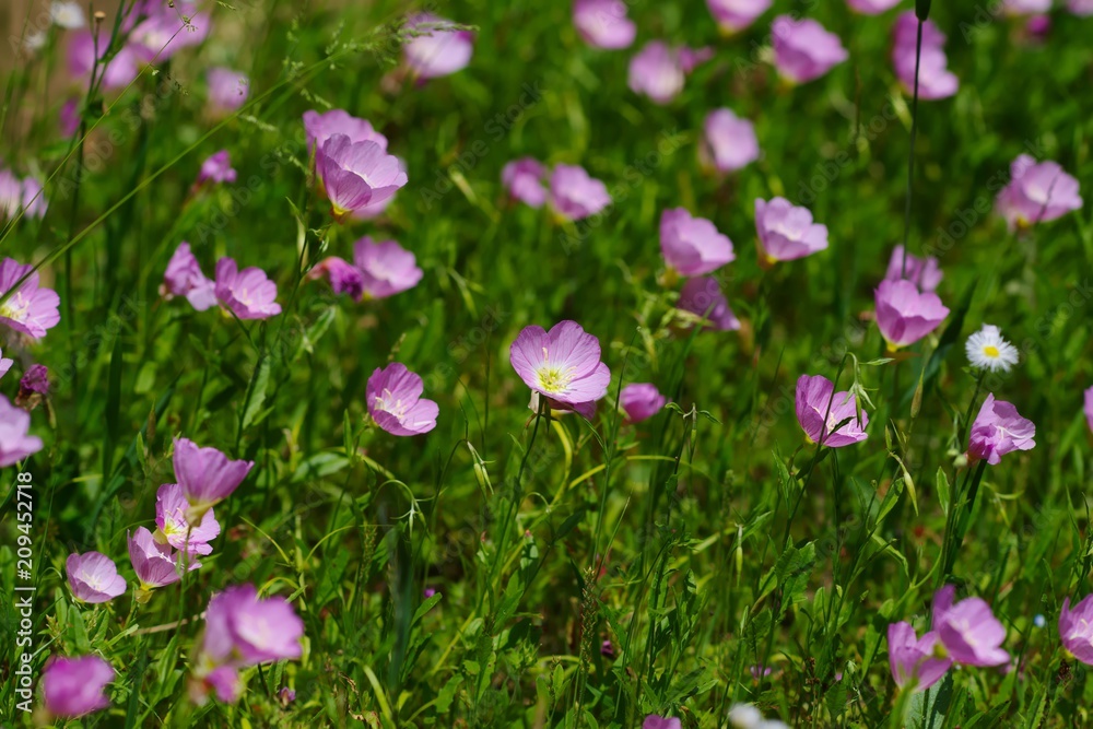 Oenothera speciosa (Momoiro hiruzaki tsukimisou)
