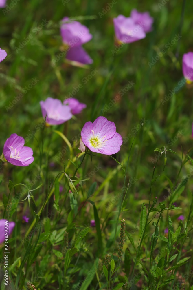 Oenothera speciosa (Momoiro hiruzaki tsukimisou)
Oenothera speciosa (Momoiro hiruzaki tsukimisou)