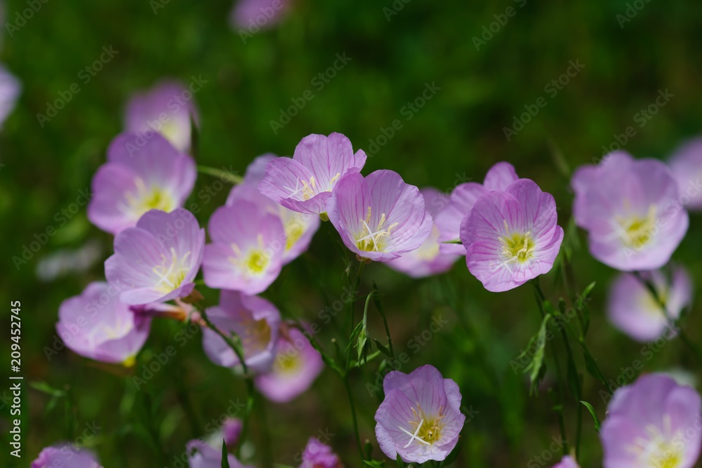 Oenothera speciosa (Momoiro hiruzaki tsukimisou)
Oenothera speciosa (Momoiro hiruzaki tsukimisou)