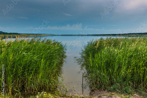 shore of the lake with reeds