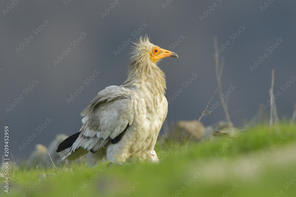 Fototapeta premium Egyptian Vulture on the ground