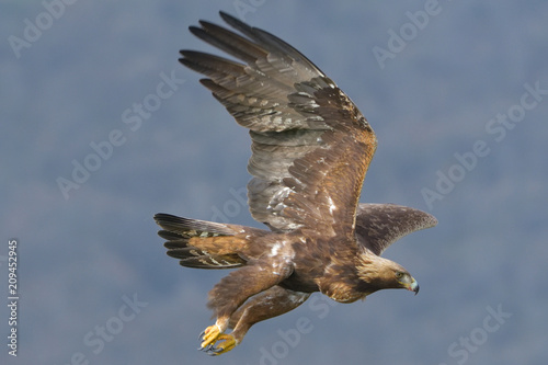 Golden Eagle in flight © Iliuta