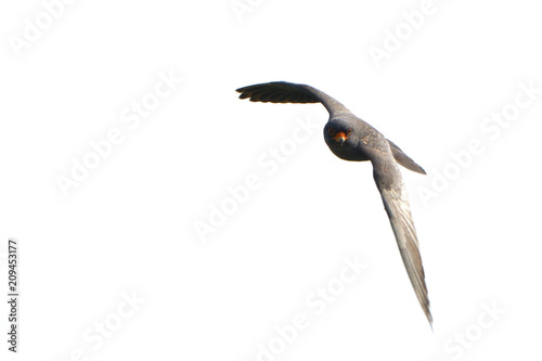 Red footed falcon in flight