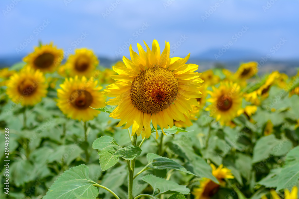 Sunflower field Sunflower field