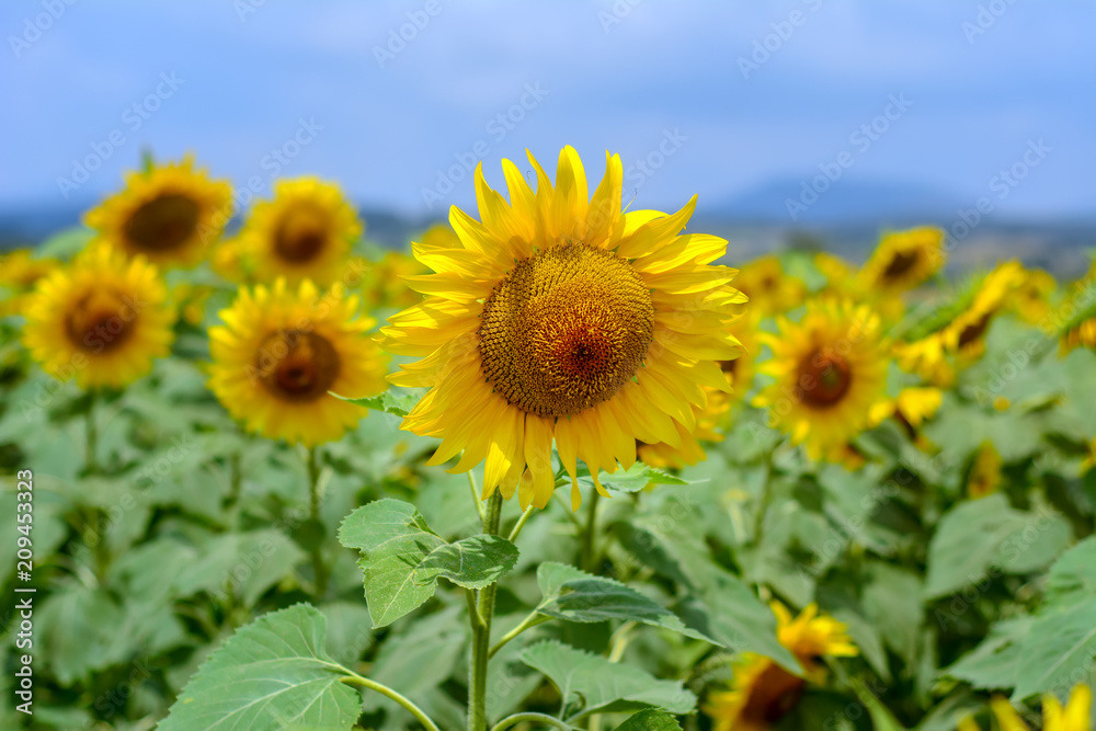 Sunflower field