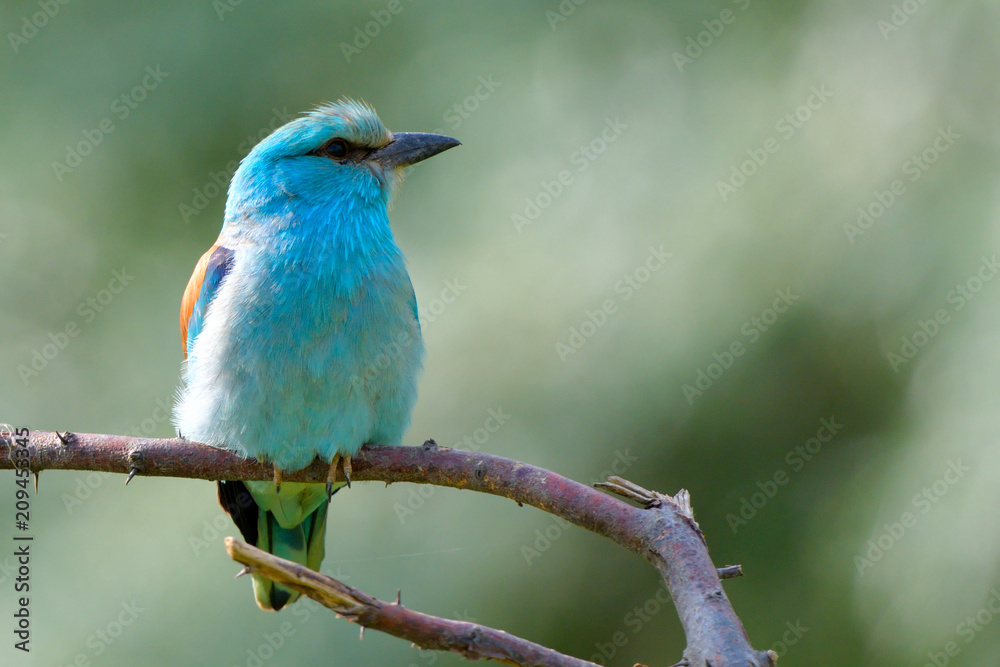 European blue roller on a branch